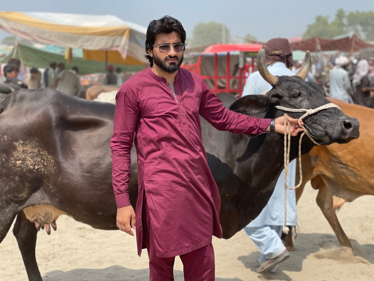 پاکستان میں مویشی منڈی میں آدمی سیاہ گائے کے ساتھ کھڑا ہے — ذبح سے پہلے جانور کا انتخاب اور تیاری ضروری ہے